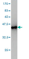 Western blot against tagged recombinant protein immunogen using ab56418 FUBP1 antibody at 1ug/ml.