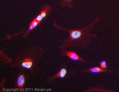 ICC/IF image of ab56418 stained HeLa cells. The cells were 4% formaldehyde (10 min) and then incubated in 1%BSA / 10% normal goat serum / 0.3M glycine in 0.1% PBS-Tween for 1h to permeabilise the cells and block non-specific protein-protein interactions. The cells were then incubated with the antibody (ab56418, 5µg/ml) overnight at +4°C. The secondary antibody (green) was ab96879 Dylight 488 goat anti-mouse IgG (H+L) used at a 1/250 dilution for 1h. Alexa Fluor® 594 WGA was used to label plasma membranes (red) at a 1/200 dilution for 1h. DAPI was used to stain the cell nuclei (blue) at a concentration of 1.43µM.