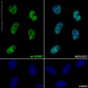 Immunofluorescent analysis of 4% paraformaldehyde fixed HeLa cells labeling FUBP1 using ab192867 at a 1/1000 dilution. A Goat anti rabbit IgG (Alexa Fluor®488) (ab150077) was used as the secondary antibody, at a 1/400 dilution. Counterstain DAPI. Cells were permeabilized using 0.1% Triton X-100.
