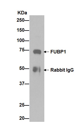 Western blot analysis of pellet from HeLa cell lysate immunoprecipitated using ab192867 at a 1/100 dilution. Secondary antibody was Goat Anti-Rabbit IgG, (H+L), Peroxidase conjugated, at a 1/1000 dilution.