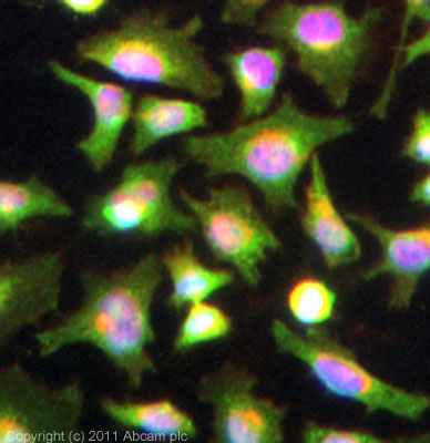 ICC/IF image of ab81087 stained HeLa cells. The cells were 4% PFA fixed (10mins) and then incubated in 1%BSA / 10% normal goat serum / 0.3M glycine in 0.1% PBS-Tween for 1h to permeabilise the cells and block non-specific protein-protein interactions. The cells were then incubated with the antibody (ab81087, 5µg/ml) overnight at +4°C. The secondary antibody (green) was ab96899 Dylight 488 goat anti-rabbit IgG (H+L) used at a 1/250 dilution for 1h. Alexa Fluor® 594 WGA was used to label plasma membranes (red) at a 1/200 dilution for 1h. DAPI was used to stain the cell nuclei (blue) at a concentration of 1.43µM.