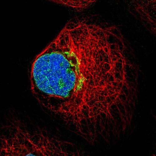 Immunofluorescent staining of Human cell line A-431 shows positivity in nuclear membrane and golgi apparatus. Recommended concentration of ab121411 1-4 µg/ml. Cells treated with PFA/Triton X-100.