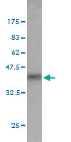 Western blot against tagged recombinant protein immunogen using ab56386 FXR1 antibody at 1ug/ml.