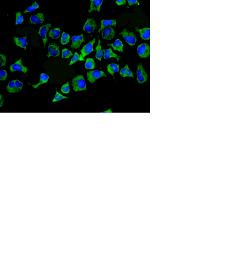 ab129089, at a dilution of 1/250, staining Hela cells by immunofluorescent staining