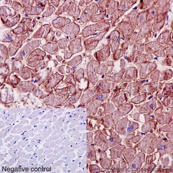 Immunohistochemical analysis of paraffin-embedded Human cardiac muscle tissue labeling FXYD1 with ab191397 at 1/700 dilution followed by pre-diluted HRP Polymer for Rabbit IgG secondary antibody and counter-stained with Hematoxylin.Inset: Negative control: using PBS instead of primary antibody.