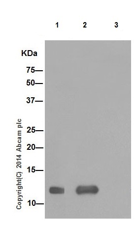 FXYD1 was immunoprecipitated from 1mg of Human fetal heart whole cell lysate with ab200204 at 1/120 dilution. Western blot was performed using ab200204 at 1/5000 dilution. Anti-Rabbit IgG (HRP), specific to the non-reduced form of IgG, was used as secondary antibody at 1/1500 dilution.Lane 1: Human fetal heart whole cell lysate 10ug (Input).Lane 2: ab200204 IP in Human fetal heart whole cell lysate.Lane 3: Rabbit monoclonal IgG (ab172730) instead of ab200204 in Human fetal heart whole cell lysate.Blocking and dilution buffer and concentration: 5% NFDM/TBST.