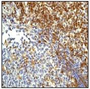 ab76103, at 1/250 dilution, staining FYB in paraffin-embedded human tonsil tissue by Immunohistochemistry.