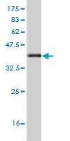 Western blot against tagged recombinant protein immunogen using ab56331 FZD3 antibody at 1ug/ml.