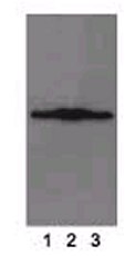 All lanes : Anti-FZR1 antibody [AR38.2] (ab77885) at 2.5 µg/mlLane 1 : HeLa cell lysateLane 2 : 293 cell lysateLane 3 : Murine myeloid cells