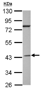 Anti-G protein alpha Inhibitor 2 antibody (ab154155) at 1/2000 dilution + Jurkat whole cell lysate at 30 µg