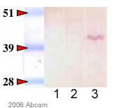 Lanes 1 & 3 :  Anti-G protein alpha Inhibitor 2 antibody (ab20392) at 1/1000 dilutionLane 2 :  No primaryLane 1 : Rat RH7777 whole cell lysateLane 2 : Rat RH7777 whole cell lysateLane 3 : Rat RH7777 whole cell lysateLysates/proteins at 15 µg per lane.SecondaryLane 1 : No secondaryLanes 2 - 3 : Alkaline phosphatase conjugated goat anti-rabbitPerformed under reducing conditions.