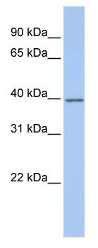 Anti-G protein alpha Inhibitor 2 antibody (ab81446) at 1 µg/ml (in 5% skim milk / PBS buffer) + Fetal Brain Lysate at 10 µgSecondaryHRP conjugated anti-Rabbit IgG at 1/50000 dilution