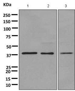 All lanes : Anti-G protein alpha Inhibitor 2 antibody [EPR9469] (ab157204) at 1/10000 dilutionLane 1 : fetal brain lysateLane 2 : U937 cell lysateLane 3 : U-87 MG cell lysateLysates/proteins at 10 µg per lane.