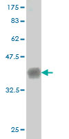 Western blot against tagged recombinant protein immunogen using ab58173 CNTNAP4 antibody at 1ug/ml.