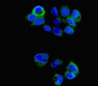 Immunofluorescent analysis of HT-1376 cells (paraformaldehyde-fixed, 4%) labeling G-CSF with ab181053 at 1/100 dilution followed by Goat anti rabbit IgG (Alexa Fluor® 488) secondary at 1/200 dilution and counter-stained with DAPI (blue).