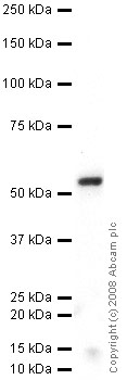 Anti-G-protein coupled receptor 30 antibody (ab39742) at 1 µg/ml + Brain (Human) Membrane Lysate - adult normal tissue (ab29456) at 10 µgSecondaryGoat polyclonal to Rabbit IgG - H&L - Pre-Adsorbed (HRP) at 1/3000 dilutiondeveloped using the ECL techniquePerformed under reducing conditions.