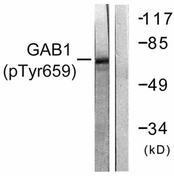 All lanes : Anti-GAB1 (phospho Y659) antibody (ab59410) at 1/500 dilutionLane 1 : NIH/3T3 cells, treated with Insulin (0.01U/ml, 15mins)Lane 2 : NIH/3T3 cells, treated with Insulin (0.01U/ml, 15mins) with immunizing phosphopeptide