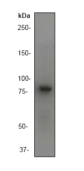 Anti-GAB1 antibody [Y423] (ab32093) at 1/5000 dilution + 293 cell lysate.