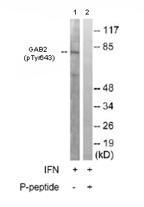 All lanes : Anti-GAB2 (phospho Y643) antibody (ab78262) at 1/500 dilutionLane 1 : Extracts from Jurkat cells, treated with IFN (2500U/ML, 30mins)Lane 2 : Extracts from Jurkat cells, treated with IFN (2500U/ML, 30mins) plus 5µg immunizing peptideLysates/proteins at 5 µg per lane.