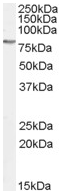 Anti-GAB2 antibody (ab62802) at 1 µg/ml + K562 cell lysate (35µg protein in RIPA buffer).
