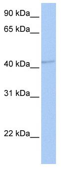 Anti-GABA A Receptor alpha 5 antibody (ab83003) at 1 µg/ml (in 5% skim milk / PBS buffer) + Human fetal brain lysate at 10 µgSecondaryHRP conjugated anti-Rabbit IgG at 1/50000 dilution