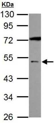 Anti-GABA A Receptor alpha 5 antibody (ab153999) at 1/1000 dilution + Neuro2A whole cell lysate at 30 µg