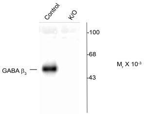 GABA A Receptor beta 3 Antibody [ab4046] - 5-7 ug of mouse cerebellum lysates from wild type (Control) and ß3 knockout (ß3 K/O) animals showing specific immunolabeling of the ~53k ß3-subunit of the GABAA-R in the wild type but not in the ß3 K/O animals
