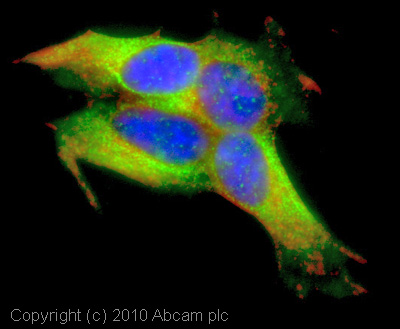 ICC/IF image of ab35971 stained SHSY5Y cells. The cells were 4% formaldehyde fixed (10 min) and then incubated in 1%BSA / 10% normal goat serum / 0.3M glycine in 0.1% PBS-Tween for 1h to permeabilise the cells and block non-specific protein-protein interactions. The cells were then incubated with the antibody (ab35971, 1µg/ml) overnight at +4°C. The secondary antibody (green) was Alexa Fluor® 488 goat anti-rabbit IgG (H+L) used at a 1/1000 dilution for 1h. Alexa Fluor® 594 WGA was used to label plasma membranes (red) at a 1/200 dilution for 1h. DAPI was used to stain the cell nuclei (blue) at a concentration of 1.43µM.