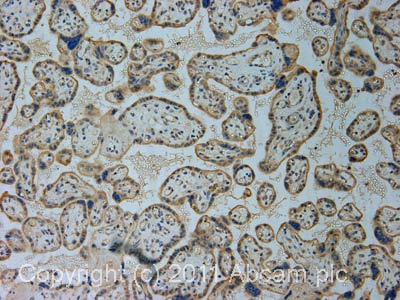 IHC image of ab35971 staining in human normal placenta formalin fixed paraffin embedded tissue section, performed on a Leica BondTM system using the standard protocol F. The section was pre-treated using heat mediated antigen retrieval with EDTA (pH9, epitope retrieval solution 2) for 20 mins. The section was then incubated with ab35971, 5µg/ml, for 15 mins at room temperature and detected using an HRP conjugated compact polymer system. DAB was used as the chromogen. The section was then counterstained with haematoxylin and mounted with DPX.For other IHC staining systems (automated and non-automated) customers should optimize variable parameters such as antigen retrieval conditions, primary antibody concentration and antibody incubation times.
