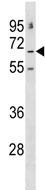 Anti-GABA Receptor Epsilon antibody (ab130615) at 1/100 dilution + 293 cell line lysate at 35 µg