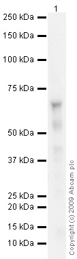 Anti-GABA Transporter 1 / GAT 1 antibody (ab64645) at 1 µg/ml + Bladder (Human) Tissue Lysate - adult normal tissue (ab44654) at 10 µgSecondaryGoat polyclonal to Rabbit IgG - H&L - Pre-Adsorbed (HRP) at 1/3000 dilutionPerformed under reducing conditions.