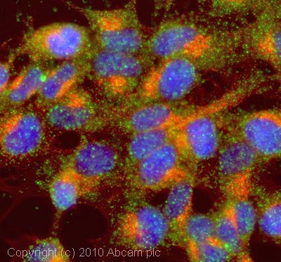 ICC/IF image of ab64645 stained SHSY5Y cells. The cells were 100% methanol fixed (5 min) and then incubated in 1%BSA / 10% normal goat serum / 0.3M glycine in 0.1% PBS-Tween for 1h to permeabilise the cells and block non-specific protein-protein interactions. The cells were then incubated with the antibody (ab64645, 5µg/ml) overnight at +4°C. The secondary antibody (green) was Alexa Fluor® 488 goat anti-rabbit IgG (H+L) used at a 1/1000 dilution for 1h. Alexa Fluor® 594 WGA was used to label plasma membranes (red) at a 1/200 dilution for 1h. DAPI was used to stain the cell nuclei (blue) at a concentration of 1.43µM.