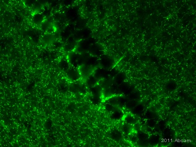 IHC-FoFr image of GABA Transporter 1 / GAT1 staining on Mouse Hippocampus sections using ab64645(1:1000). The sections used came from animals perfused fixed with Paraformaldehyde 4% with 15% of a solution of saturated picric acid, in phosphate buffer 0.1M. Following postfixation in the same fixative overnight, the brains were cryoprotected in sucrose 30% overnight. Brains were then cut using a cryostat and the immunostainings were performed using the ‘free floating’ technique.See Abreview