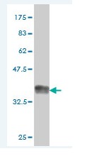 Anti-CREG1 antibody (ab68341) at 5 µg/ml + immunogen at 0.2 µgSecondaryGoat Anti-Mouse IgG (H&L)-HRP Conjugate at 1/5000 dilution