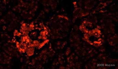 ab49832 staining human pancreas tissue sections by IHC-P.  Sections were formaldehyde fixed and subjected to heat mediated antigen retreival in 10mM citrate buffer prior to incubation with ab49832, diluted 1/2000, for 1 hour at 25°C.  An Alexa Fluor® 546 conjugated goat anti-rabbit antibody, diluted 1/200, was used as the secondary.See Abreview