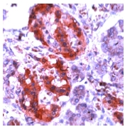 ab15299 staining GAD65 in human pancreas by Immunohistochemistry (FFPE-sections).