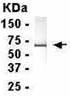 Anti-GADD45G antibody (ab37480) at 1/2000 dilution + E coli derived fusion protein SecondaryGoat anti IgY HRP at 1/1000 dilutiondeveloped using the ECL technique