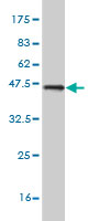 Western blot against tagged recombinant protein immunogen using ab56802 GADD45G antibody at 1ug/ml. 