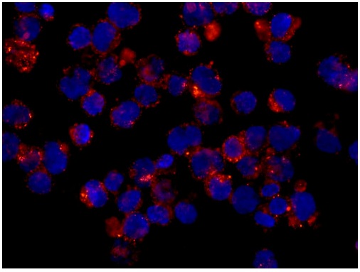 Immunofluorescence analysis of K562 cells labeling CREG1 using ab181844 at 1/100 dilution. A goat anti rabbit IgG (Alexa Fluor555) at 1/200 dilution was used as secondary antibody. Cells were fixed with acetone at -20°C. Counterstain: DAPI.