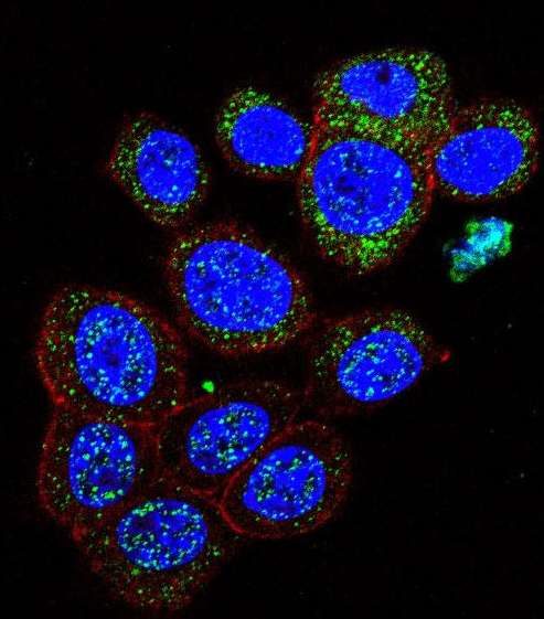 Immunofluorescent analysis of 293 cells labeling Galanin with ab175487 at 1/10 dilution (green). Actin filaments have been labeled with Alexa Fluor 555 phalloidin (red). DAPI was used to stain the cell nuclear (blue).