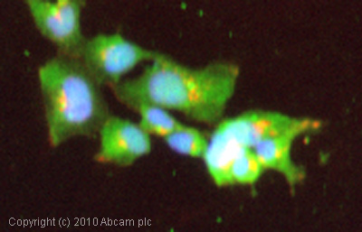 ICC/IF image of ab25138 stained Hek293 cells. The cells were 4% PFA fixed (10 min) and then incubated in 1%BSA / 10% normal goat serum / 0.3M glycine in 0.1% PBS-Tween for 1h to permeabilise the cells and block non-specific protein-protein interactions. The cells were then incubated with the antibody (ab25138, 1µg/ml) overnight at +4°C. The secondary antibody (green) was Alexa Fluor® 488 goat anti-rabbit IgG (H+L) used at a 1/1000 dilution for 1h. Alexa Fluor® 594 WGA was used to label plasma membranes (red) at a 1/200 dilution for 1h. DAPI was used to stain the cell nuclei (blue) at a concentration of 1.43µM.