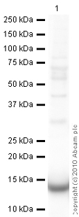 Anti-Galectin 1 antibody (ab25138) at 1 µg/ml + Placenta (Human) Tissue Lysate - adult normal tissue (ab29745) at 10 µgSecondaryGoat Anti-Rabbit IgG H&L (HRP) preadsorbed (ab97080) at 1/5000 dilutiondeveloped using the ECL techniquePerformed under reducing conditions.