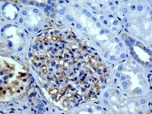 Immunohistochemical analysis of paraffin embedded Human kidney tissue labelling Galectin 1 with ab138513 antibody at a dilution of 1/250.