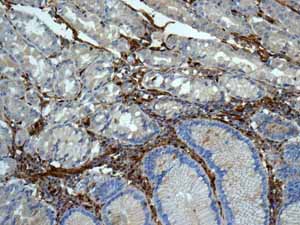 Immunohistochemical analysis of paraffin embedded Normal Human Stomach tissue using ab138513 showing +ve staining.