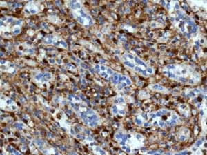 Immunohistochemical analysis of paraffin embedded Normal Human Spleen tissue using ab138513 showing +ve staining.
