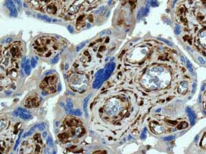 Immunohistochemical analysis of paraffin embedded Normal Human Placenta tissue using ab138513 showing +ve staining.