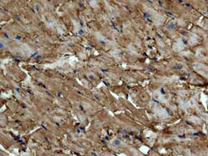 Immunohistochemical analysis of paraffin embedded Normal Human Heart tissue using ab138513 showing +ve staining.