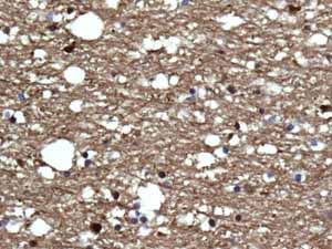 Immunohistochemical analysis of paraffin embedded Normal Human Brain tissue using ab138513 showing +ve staining.