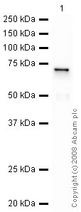 Anti-Galectin 8 antibody (ab42879) at 1 µg/ml + Galectin 8 Recombinant Protein at 0.1 µgSecondaryGoat Polyclonal to rabbit IgG - H&L - Pre adsorbed (HRP) at 1/3000 dilutionPerformed under reducing conditions.
