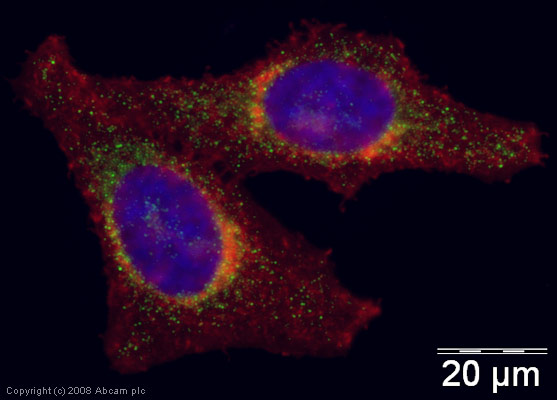 ICC/IF image of ab42879 stained human HeLa cells. The cells were PFA fixed (10 min), permabilised in 0.1% PBS-Tween (20 min) and incubated with the antibody (ab42879, 5µg/ml) for 1h at room temperature. 1%BSA / 10% normal goat serum / 0.3M glycine was used to block non-specific protein-protein interactions. The secondary antibody (green) was Alexa Fluor® 488 goat anti-rabbit IgG (H+L) used at a 1/1000 dilution for 1h. Alexa Fluor® 594 WGA was used to label plasma membranes (red). DAPI was used to stain the cell nuclei (blue).